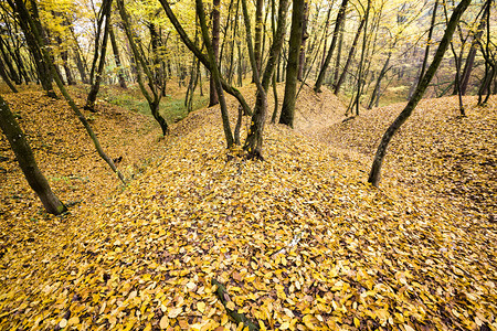 风景优美叶子干燥丽的秋天风景在叶落自然幕背景期间有黄树的美丽秋季风景图片