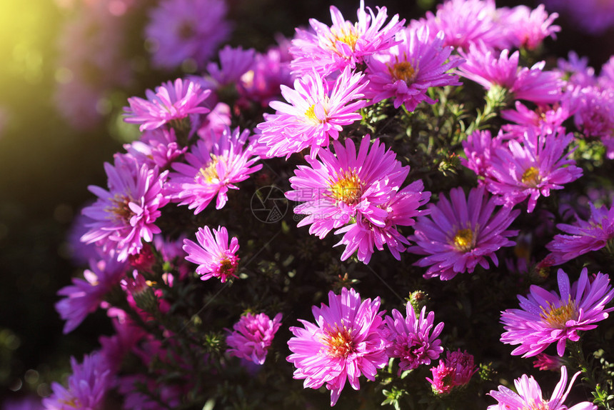 花园中美丽的粉红菊花礼物明信片浪漫的图片