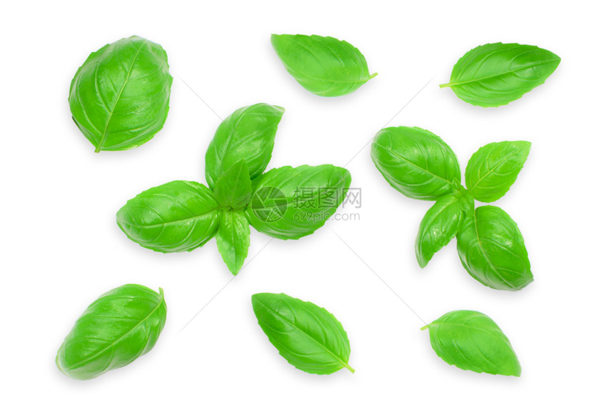 植物Basil树叶的集成在特闭时以白色背景隔离意大利绿色图片