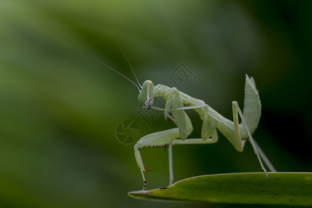 Mantodea在绿叶上昆虫螳螂妖图片