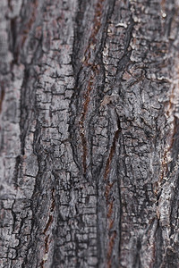 材料黑色的关闭木材纹理松树图片