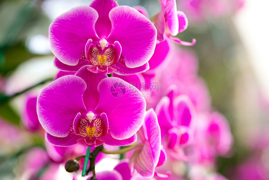 自然粉红色的蝴蝶兰花蓝图片