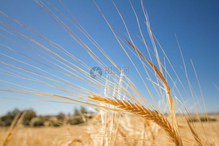 大麦在塞浦路斯被遗弃的AyiosSozomenos村的一个田地上黄金大巴利耳朵一种蔬菜图片