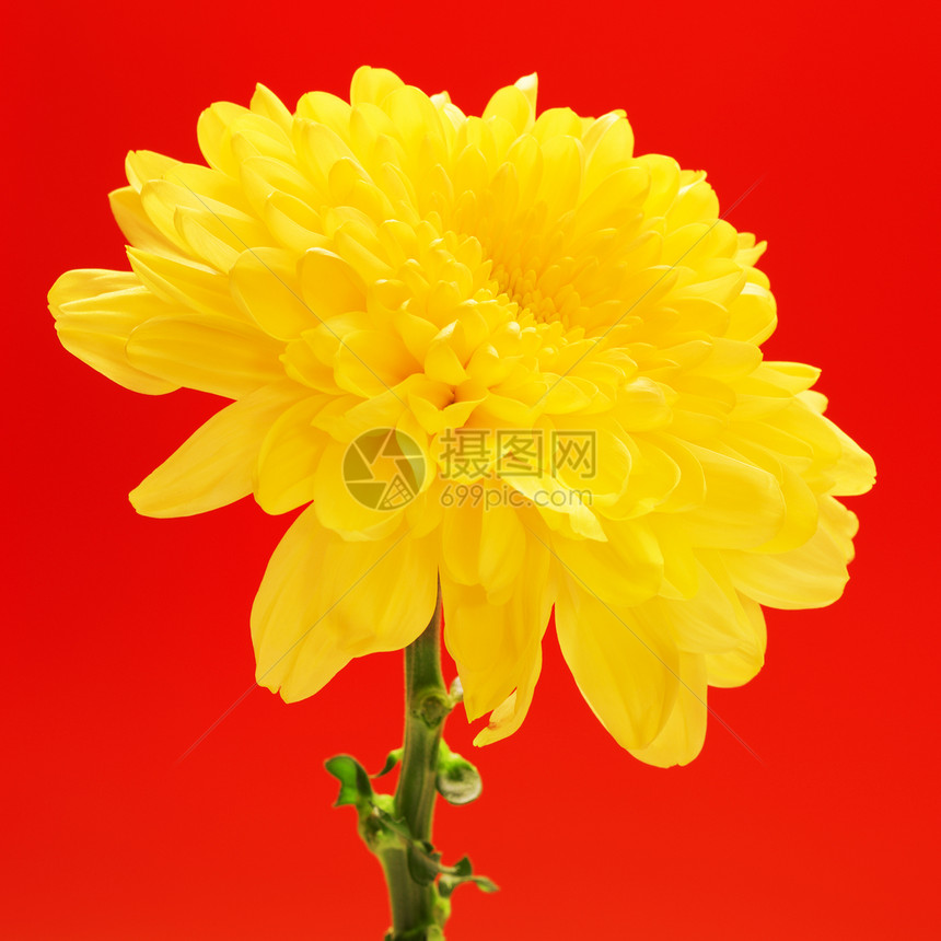 漂亮的盛开颜色红背景的黄菊花上闪亮秋红黄色菊花图片