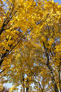 秋季金黄的树图片