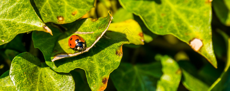 动物群欧洲常见昆虫橙色翅膀和黑斑点的母甲虫密闭绿色一种图片