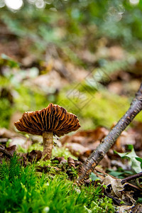 森林里的野生蘑菇秋天高清图片素材