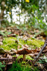 森林里的野生蘑菇美丽的高清图片素材