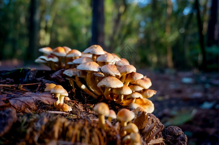 森林里生长的蘑菇美丽的高清图片素材
