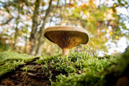 森林里的蘑菇菌高清图片素材