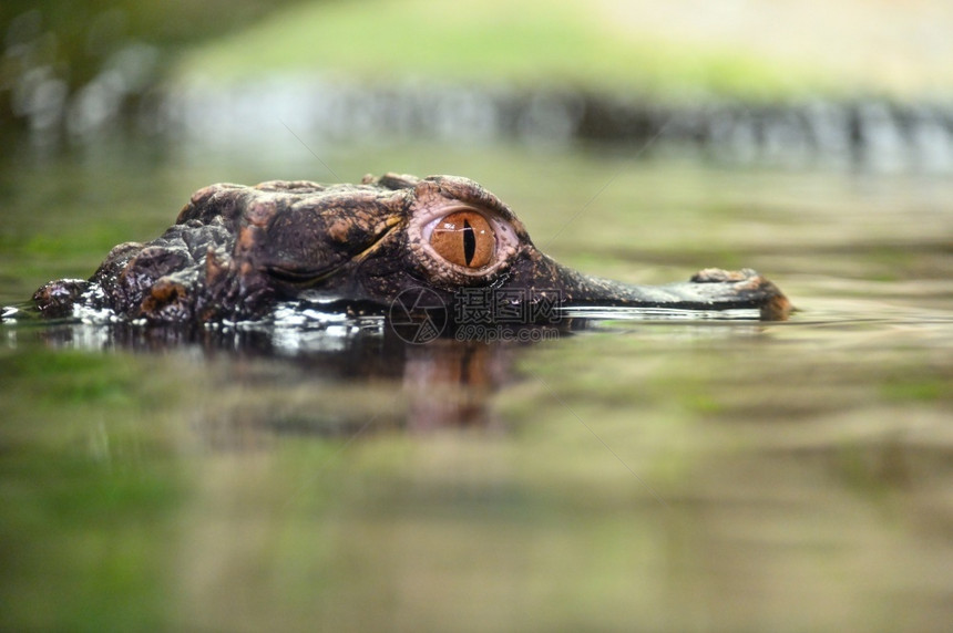 水中年轻caiman的美丽近身肖像凯门鳄危险的皮肤图片