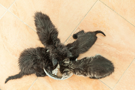 餐具宠物碗四只小黑猫吃干粮胡同四只小黑猫吃干粮图片