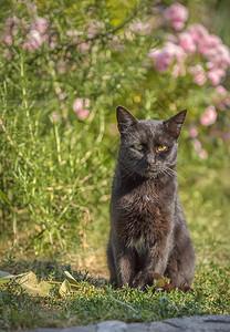 有不同眼睛的野黑猫绿色和黄眼睛的猫有趣蓬松奇怪图片