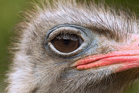 鸟游客苹果浏览器常见的食肉动物头部特鲁迪奥骆驼的详细节鸟科高清图片素材
