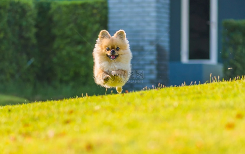 犬类北京人可爱的小狗波美拉尼亚混合品种北京狗在草地上奔跑幸福快乐的小狗波美拉尼亚混合品种站在白色背景的狗儿图片