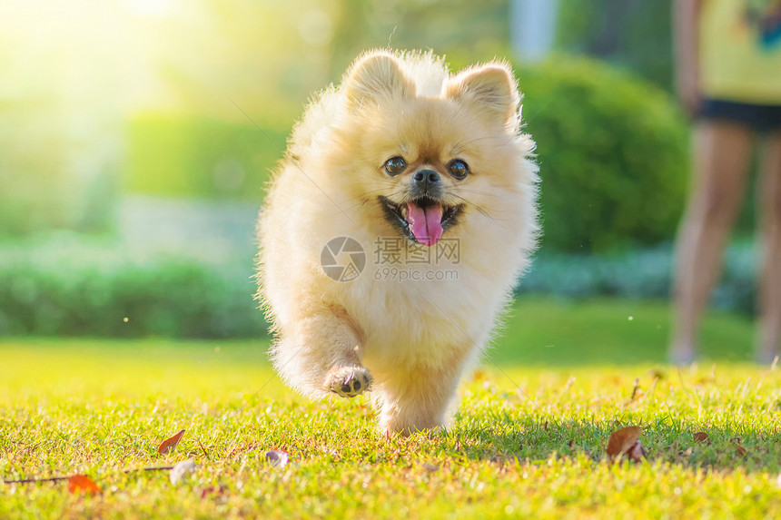 犬类佩克俏皮可爱的小狗波美拉尼亚混合品种北京狗在草地上奔跑幸福快乐的小狗波美拉尼亚混合品种站在白色背景的狗儿图片
