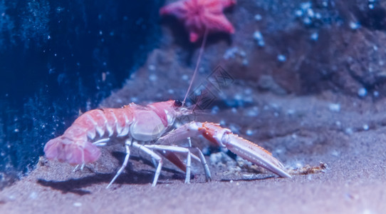 移动关闭水族馆底部的诺韦龙虾水产养殖业中流行宠物欧洲的都柏林图片