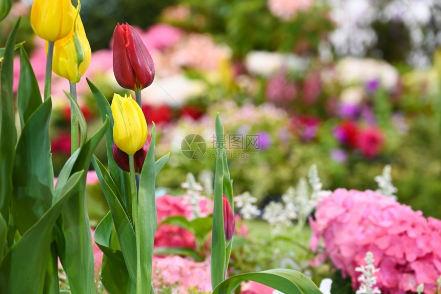 美丽的郁金香花朵图片