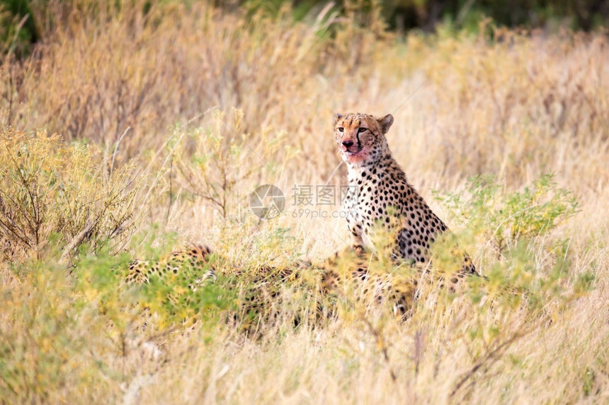 肯尼亚打猎豹在草地中央吃食一只猎豹在草地中间吃食非洲图片
