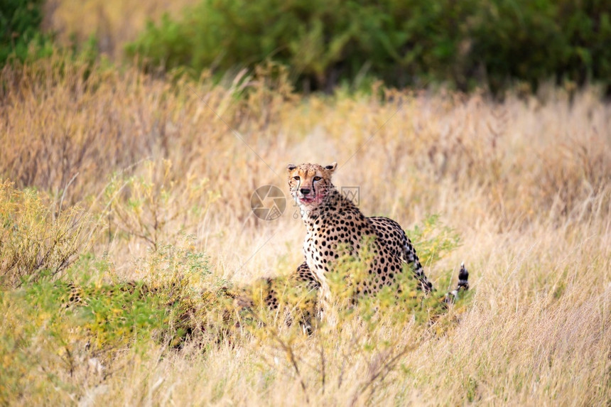汤姆逊捕食者猎人豹在草地中央吃食一只猎豹在草地中间吃食图片