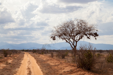 红土路和大树肯尼亚野生动物稀树草原红色的图片