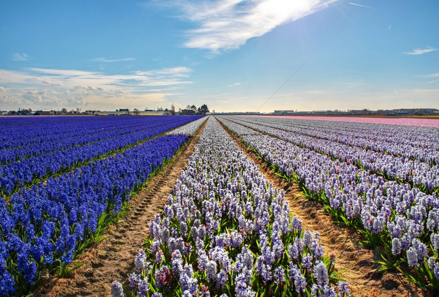 蓝色的农场字段荷兰利斯镇附近Hyacinths的一个田野图片