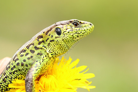 Lacertaagilis站在黄色的花朵上皮肤爬虫类丰富多彩的生物高清图片素材