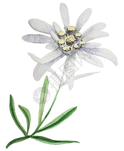 开花瓣自然白色背景的手工水彩画图明信片装饰品Edelweiss花朵图片