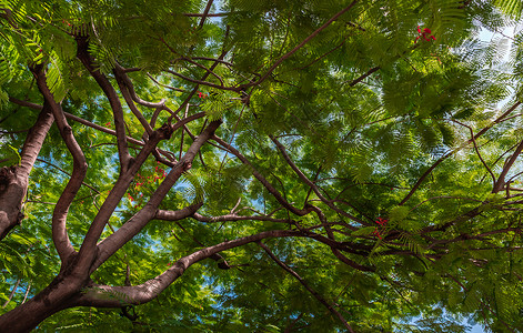 阳光穿过波斯丝绸树小绿叶的细阳光关于花园模糊绿化的AlbiziaJullibrissin在设计中采用平静放松自然概念新鲜的异国情背景图片