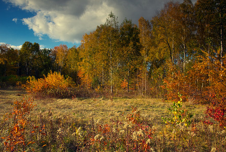 在阳光明媚的秋天一片林中草地上蓝天空白云丰盛美丽的树叶和草丛颜色有趣的酒吧风景波尔斯卡秋天落下红色的树木晴天高清图片素材