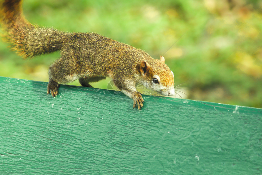 眼睛公园长椅上的松鼠荒野动物图片