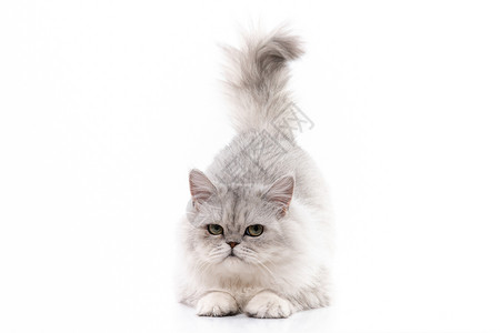 可爱的白色波斯猫背景图片