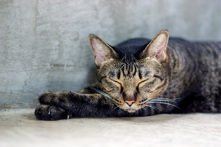 猫咪一种睡觉灰色条纹猫软焦点图片