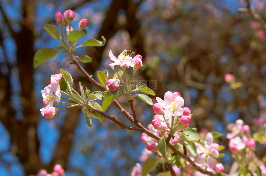 园艺盛开的苹果树春天枝上的白色粉红花朵春天树枝上的白色粉红花朵盛开的苹果树螃蟹自然图片