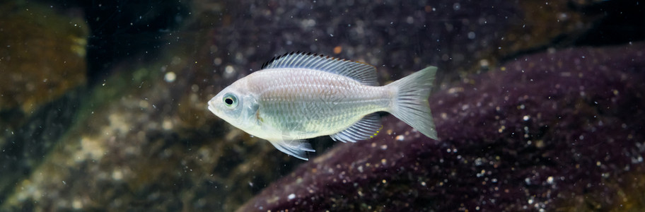 异国情调白色的闪亮以的银色马拉维湖热带水族馆宠物高清图片