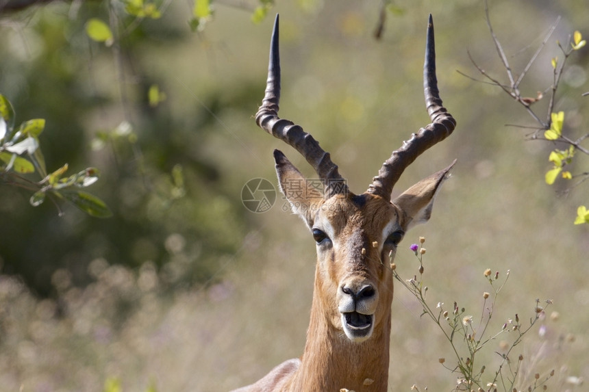 南非克鲁格公园的男黑皮拉克鲁格公园户外稀树草原图片