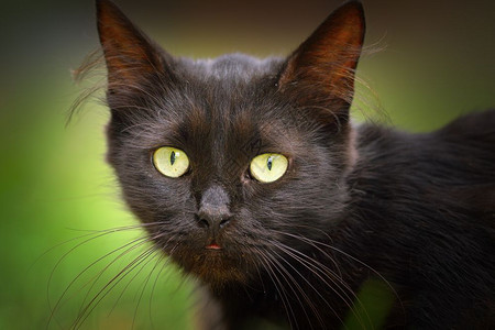 黑暗的可爱猫脸家畜肖像生物男图片