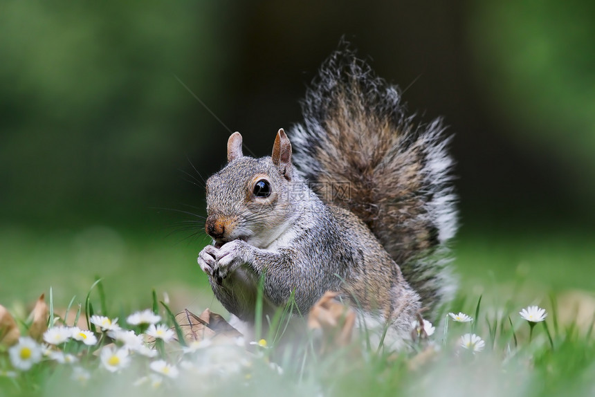 坚果哺乳动物可爱的灰色松鼠站在公园的草坪上美丽图片
