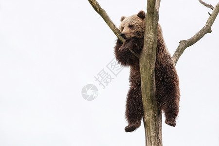 北欧的丹麦可爱树上小棕熊图片