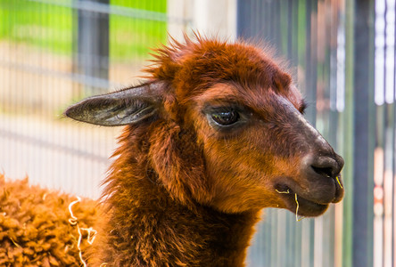 美洲羊驼谷仓帕科斯棕色羊驼脸上可爱的长相动物农场最受欢迎的宠物来自美洲的热带动物种男背景
