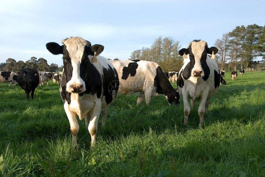 荷斯坦弗里兰在澳大利亚新南威尔士MossVale附近的一片红绿地上放牧的弗里斯牛群明尼农村图片