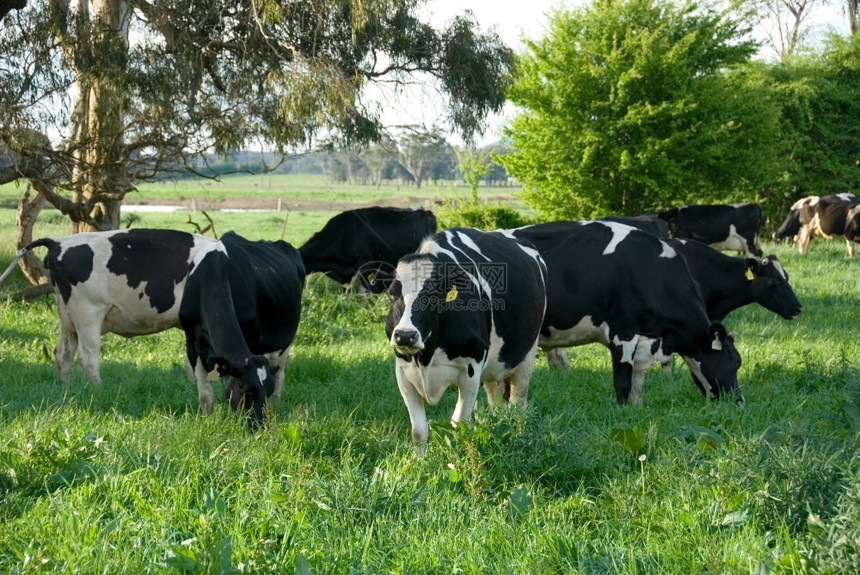 场地户外牛科在澳大利亚新南威尔士MossVale附近的一片红绿地上放牧的弗里斯牛群图片