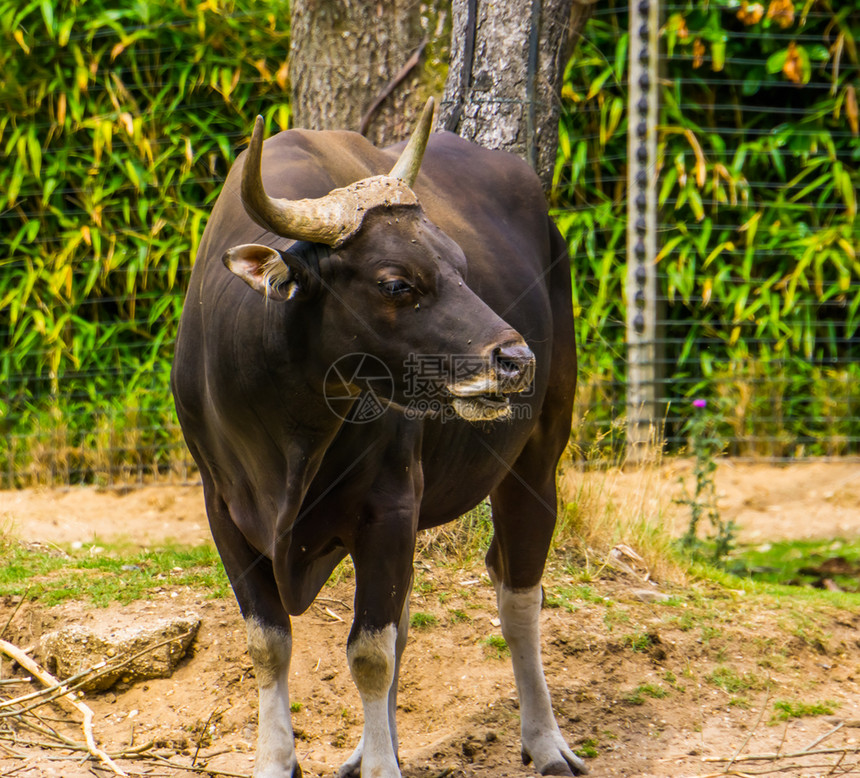 喇叭农场来自印度尼西亚的濒临灭绝牛黑斑腾公特写濒危图片