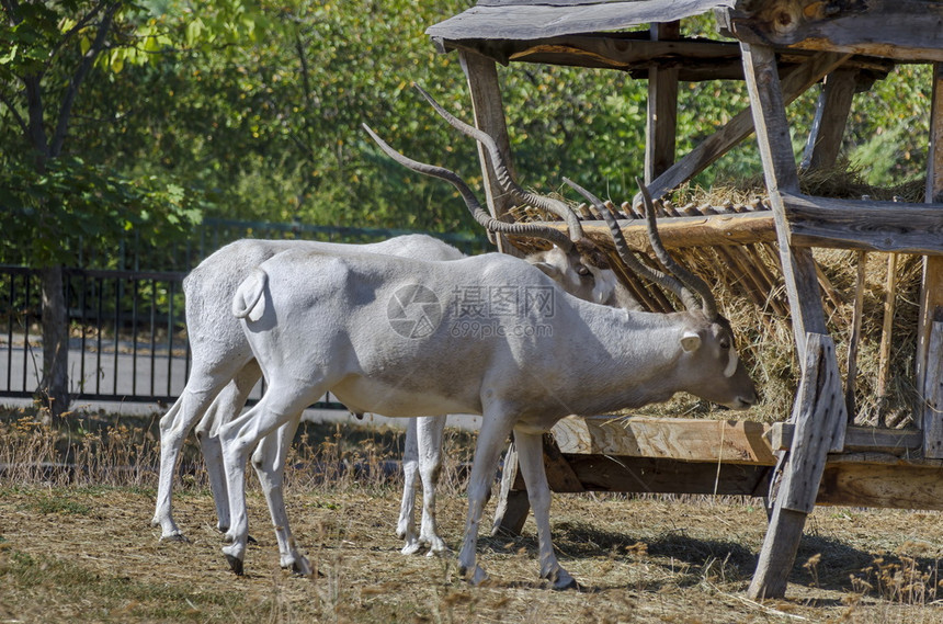哺乳动物两个白羚羊喂食在保加利亚索非公园的草架上吃干警惕秋天图片