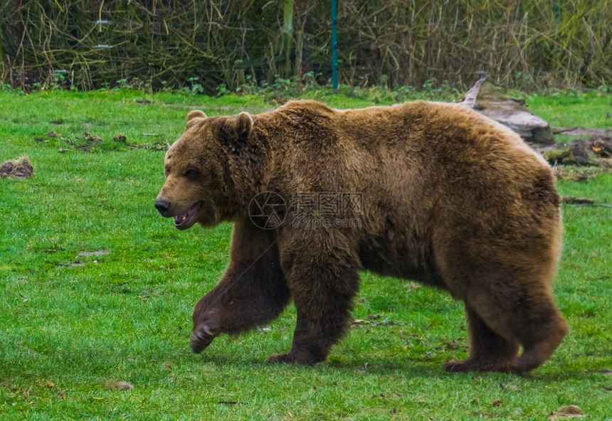 棕熊穿过草地欧亚和北美的普通动物流行园群养的亚洲人常见的杂食图片
