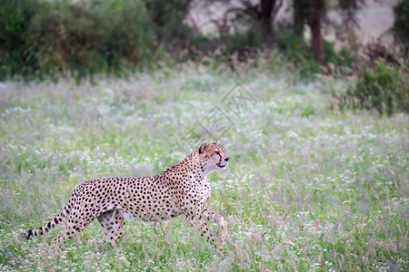 肉食动物毛皮坐着肯尼亚公园草原上的猎豹公园草原上的猎豹图片
