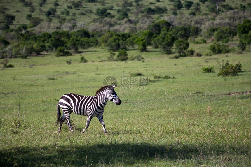 非洲人草食动物肯尼亚大草原中部的一些斑马肯尼亚大草原中部的斑马萨凡纳图片