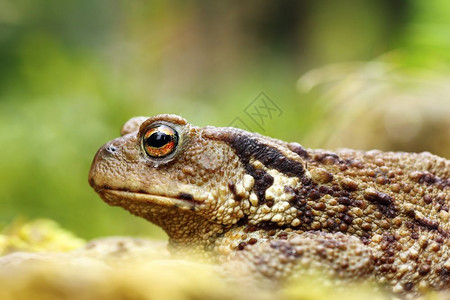 蟾蜍European共同褐色青蛙Bufo聚焦于眼睛动物群黏半水生的高清图片素材