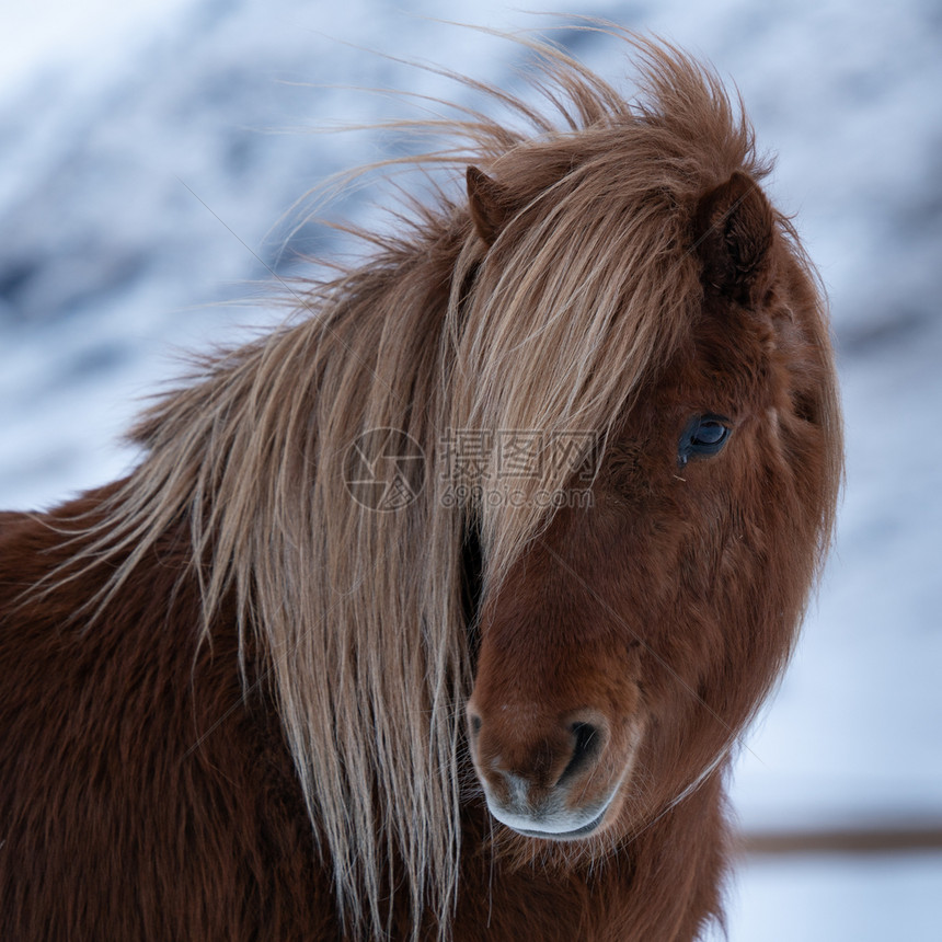 冰岛的传统马冰古老匹EquusCaballus丁香目的地荒野图片