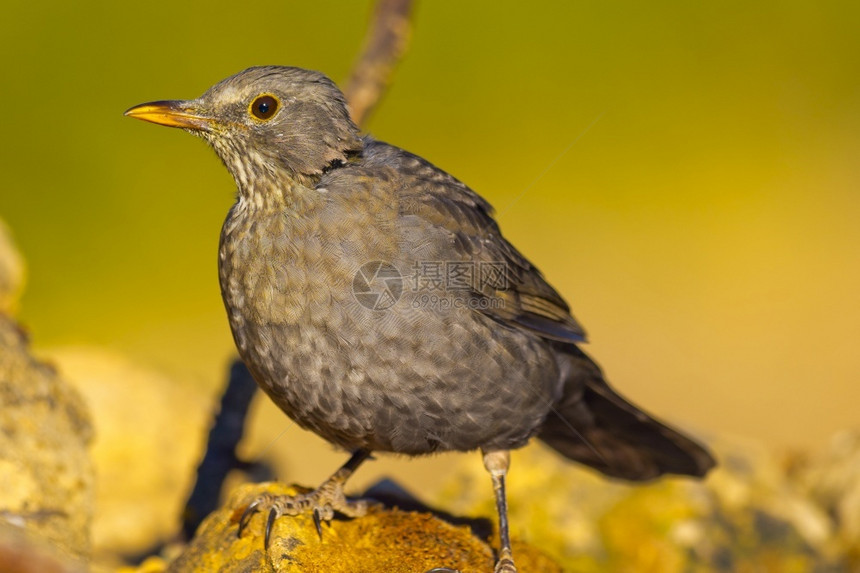 黑鸟TurdusMerula西班牙森林卡斯蒂利亚和里昂西班牙欧洲莱昂观鸟者生物多样图片